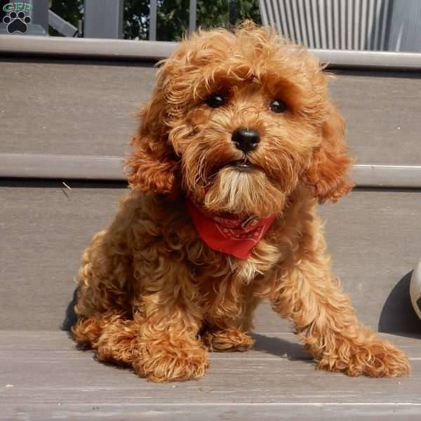 Rambo (micro), Cavapoo Puppy
